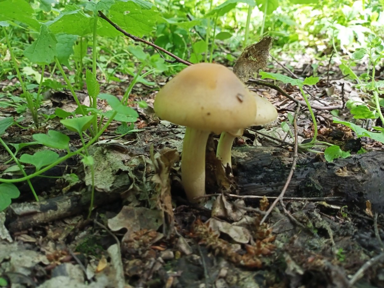 Полевик ранний