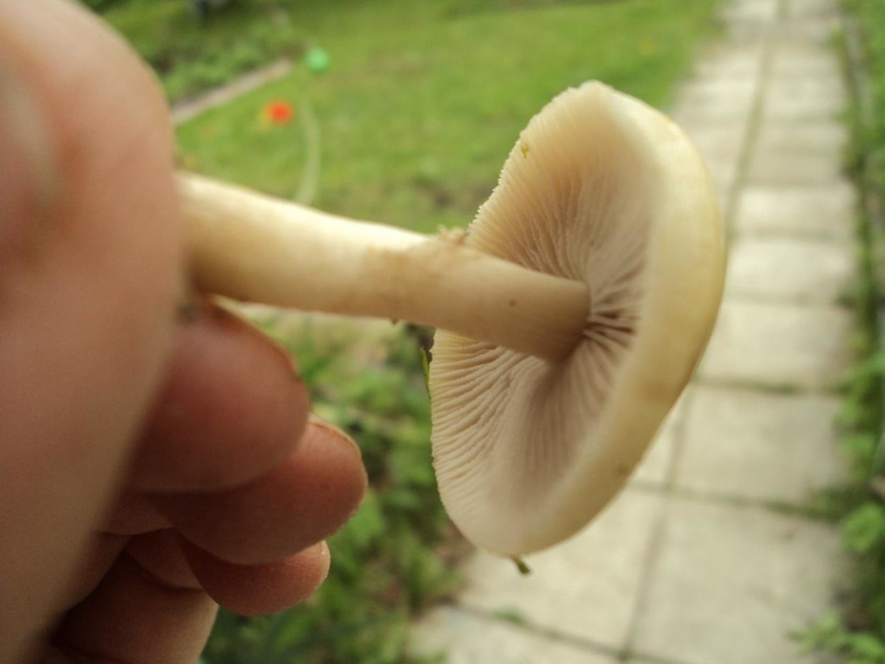 Гриб Агроцибе ранняя
