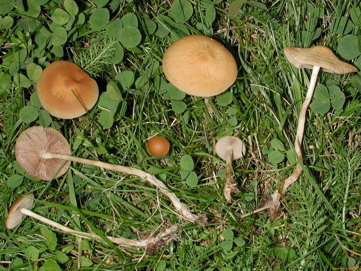 Полёвик ранний Agrocybe praecox