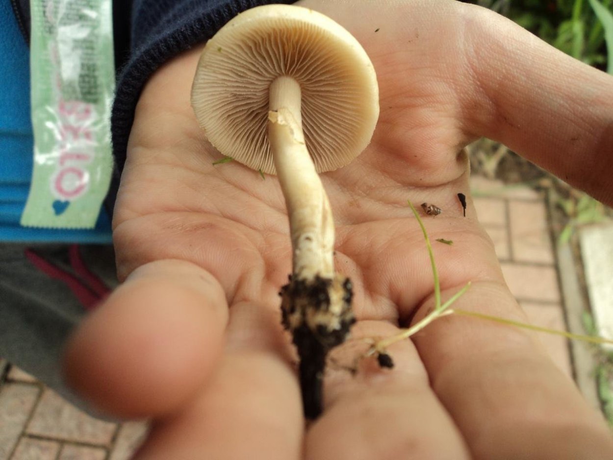 Полёвик ранний Agrocybe praecox