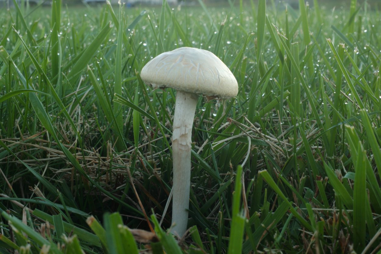 Гриб Агроцибе твёрдая