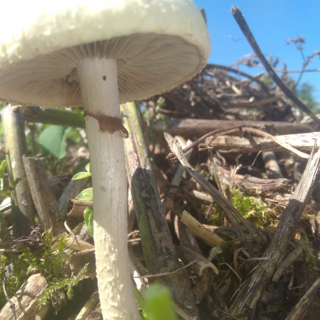 Агроцибе жесткая