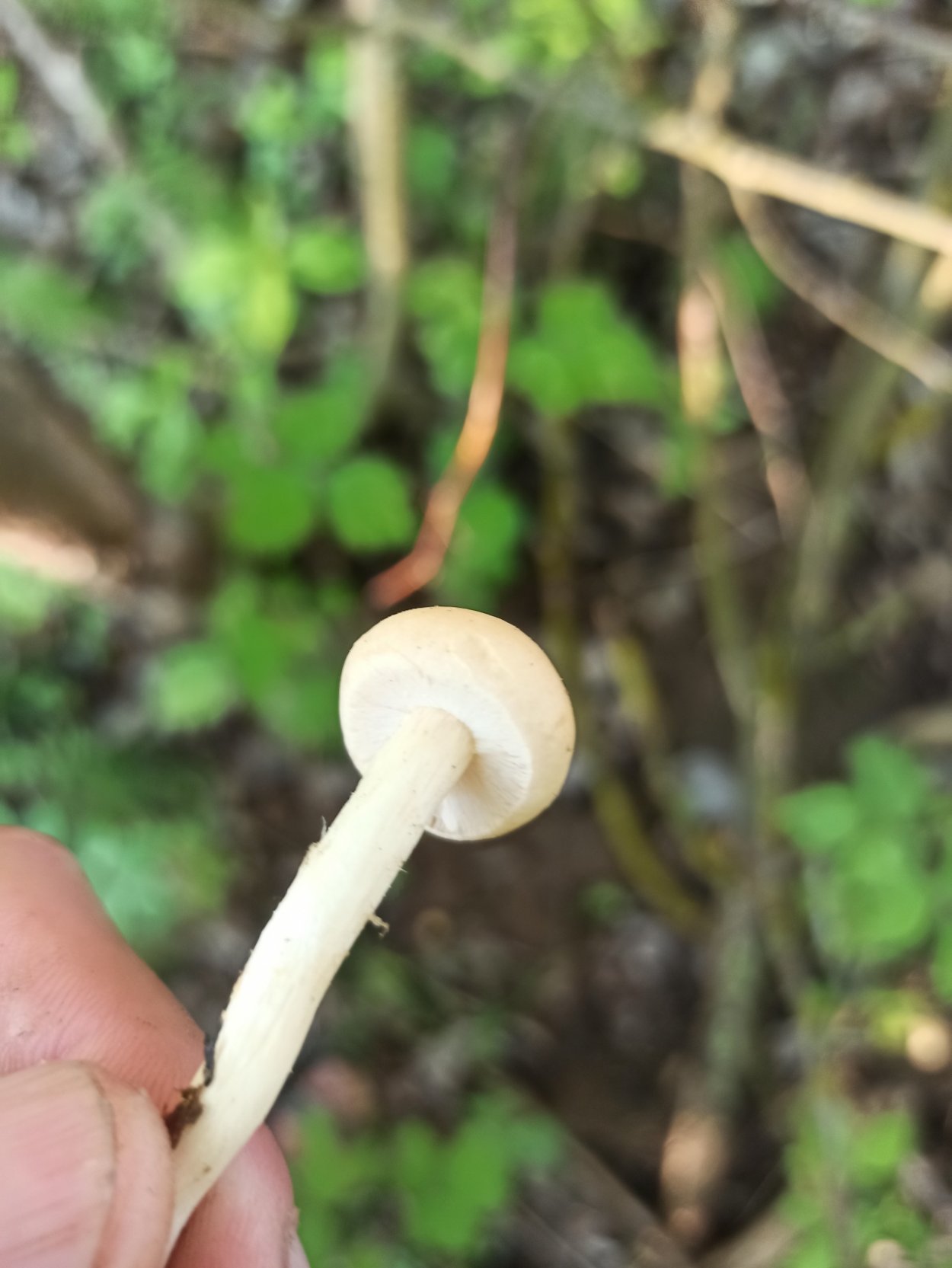 Гриб Агроцибе ранняя съедобный