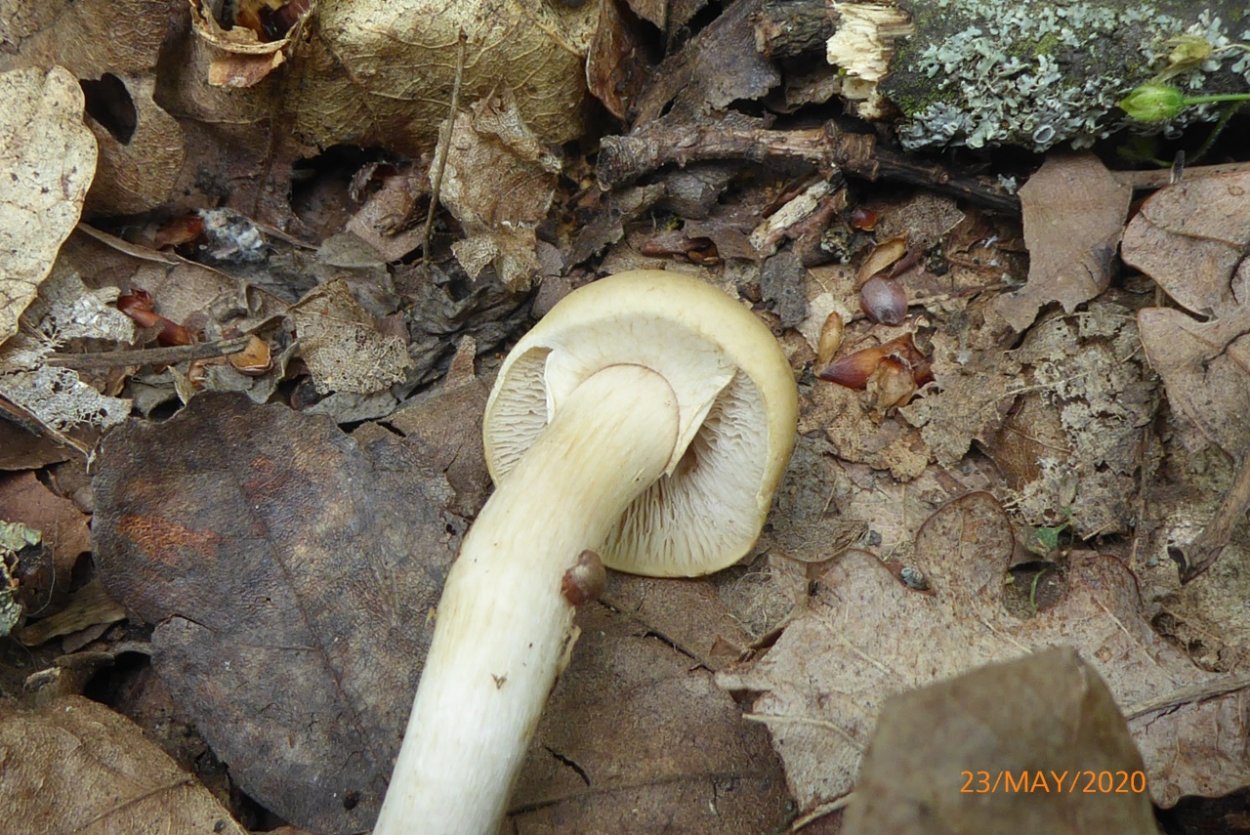 Полевик ранний (Агроцибе ранняя): фото и описание, употребление