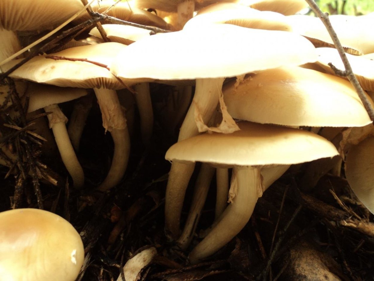 Агроцибе грибы Agrocybe praecox