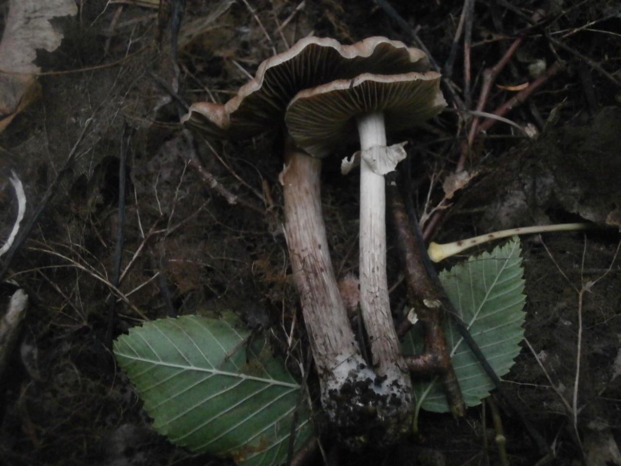 Гриб Агроцибе цилиндрическая