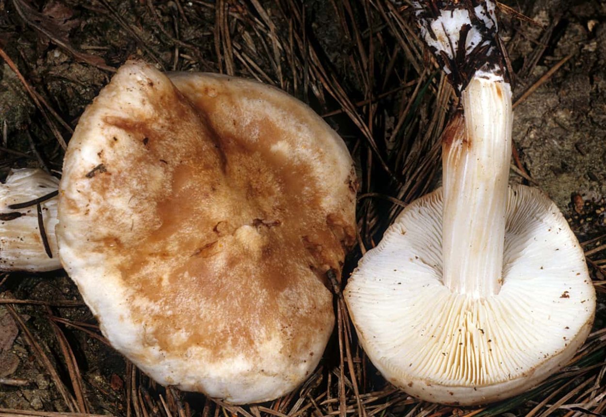 Полевик жесткий (Agrocybe dura) фото