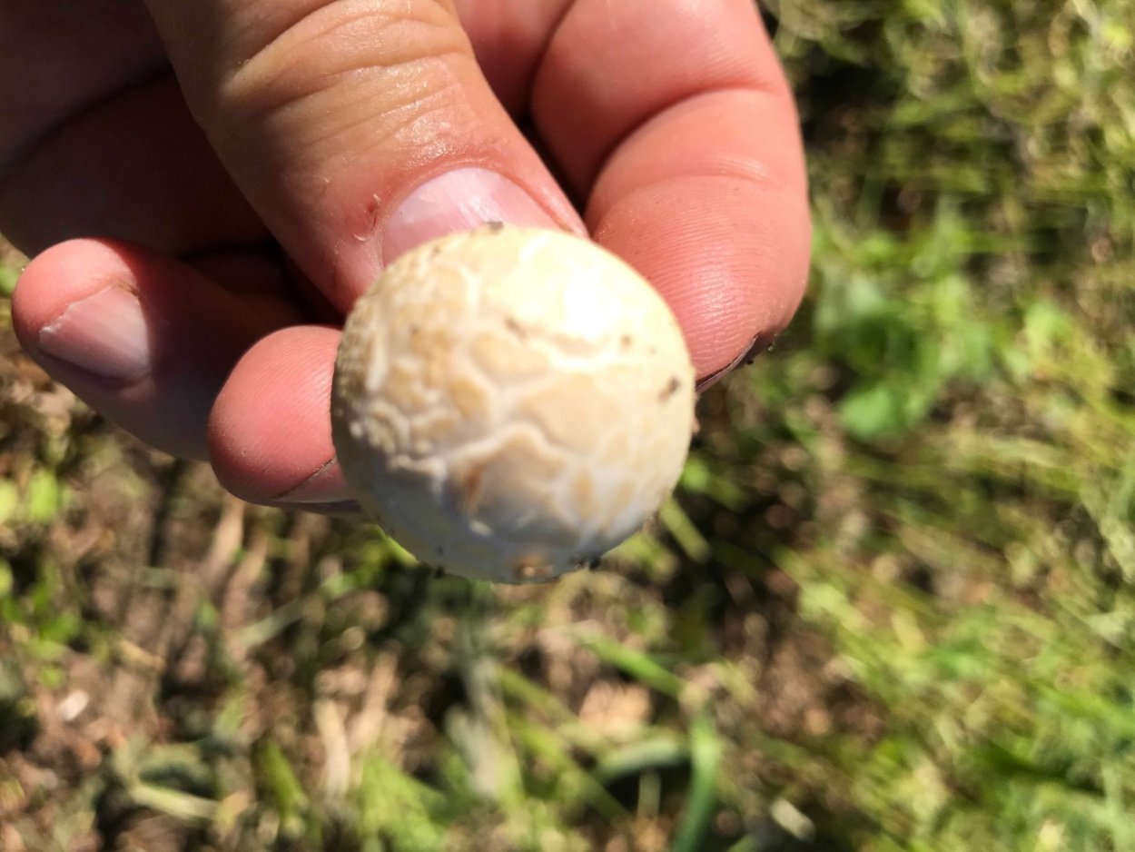 Съедобные грибы Подмосковья