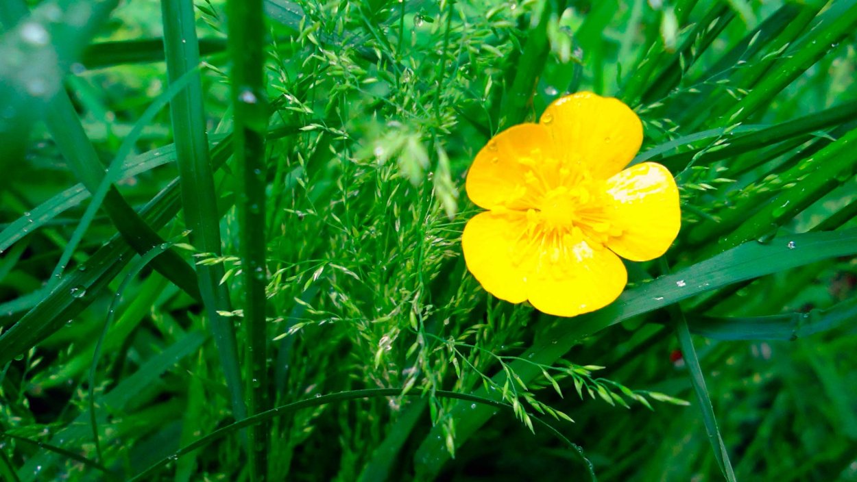 Лютиковые Ranunculaceae