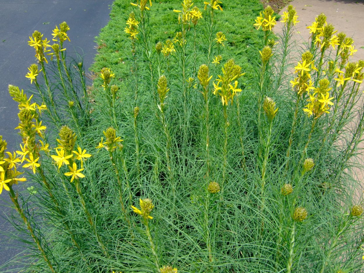 Горчица сарептская (Brassica juncea l.)