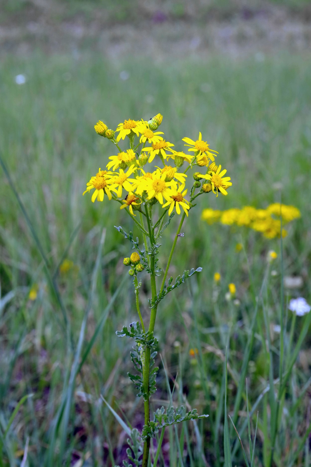 Желтая Полевая трава