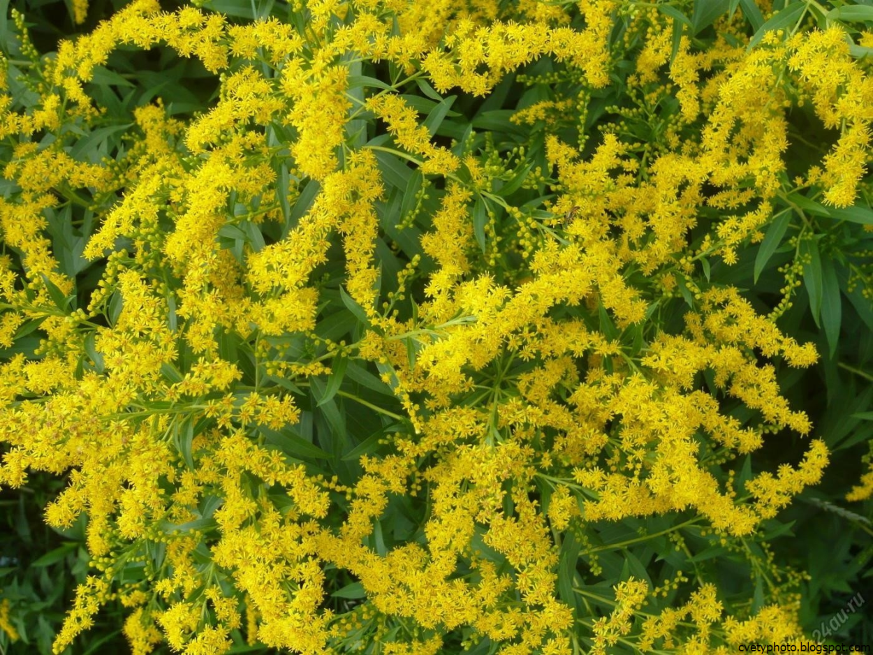 Пижма тысячелистная