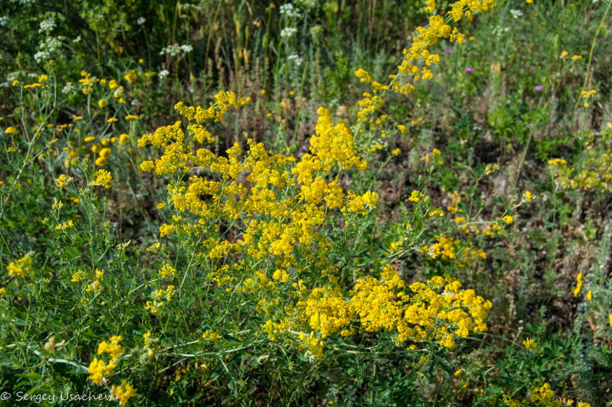 Лютик ползучий