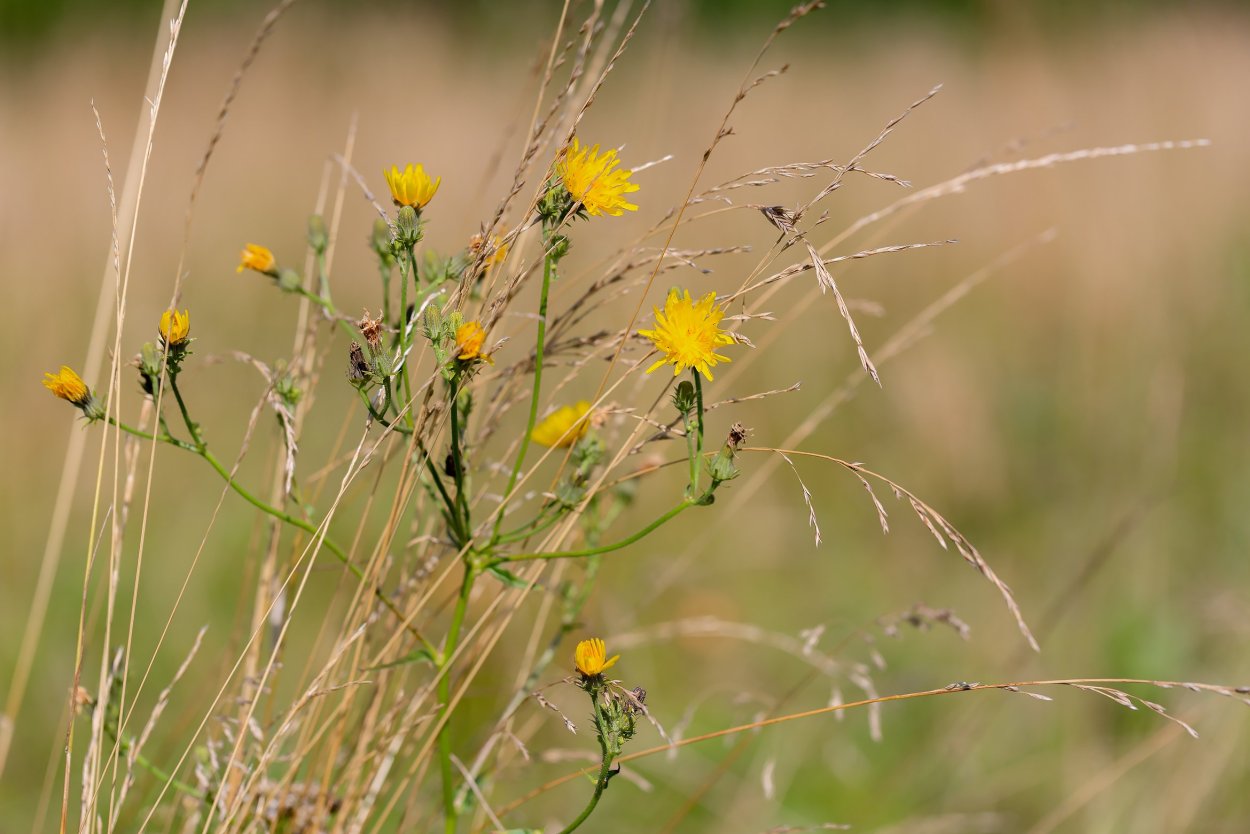 Бессмертник песчаный (цмин).