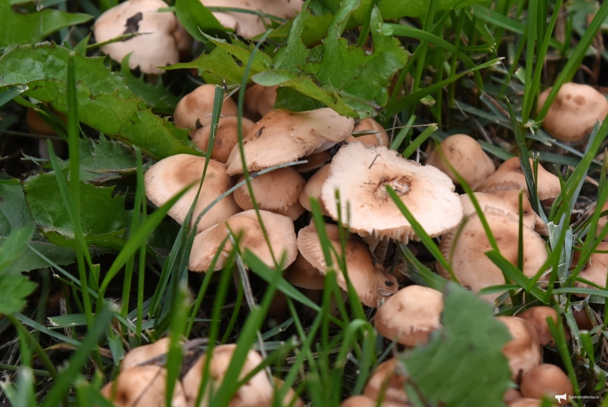 Опёнок Луговой