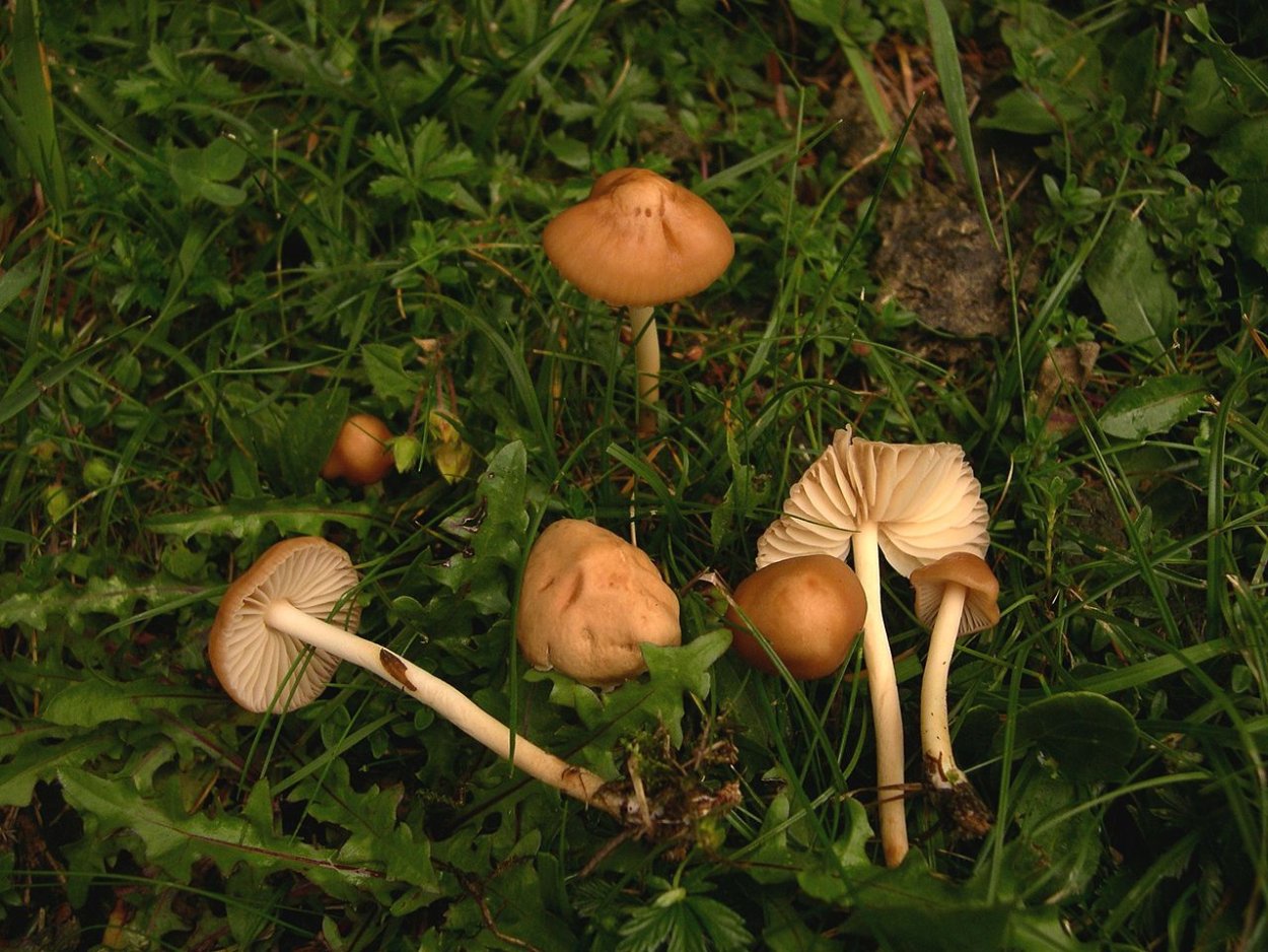 Опенок Луговой негниючник Marasmius Oreades