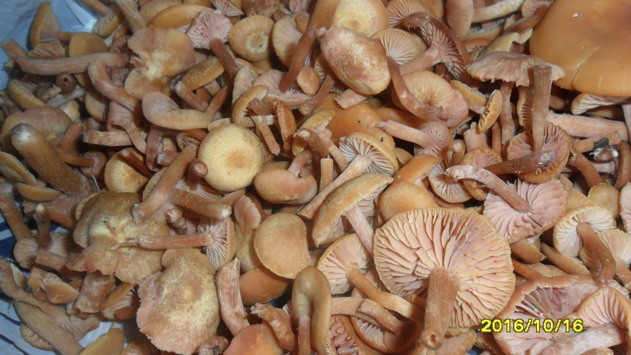 Опята Сибирские