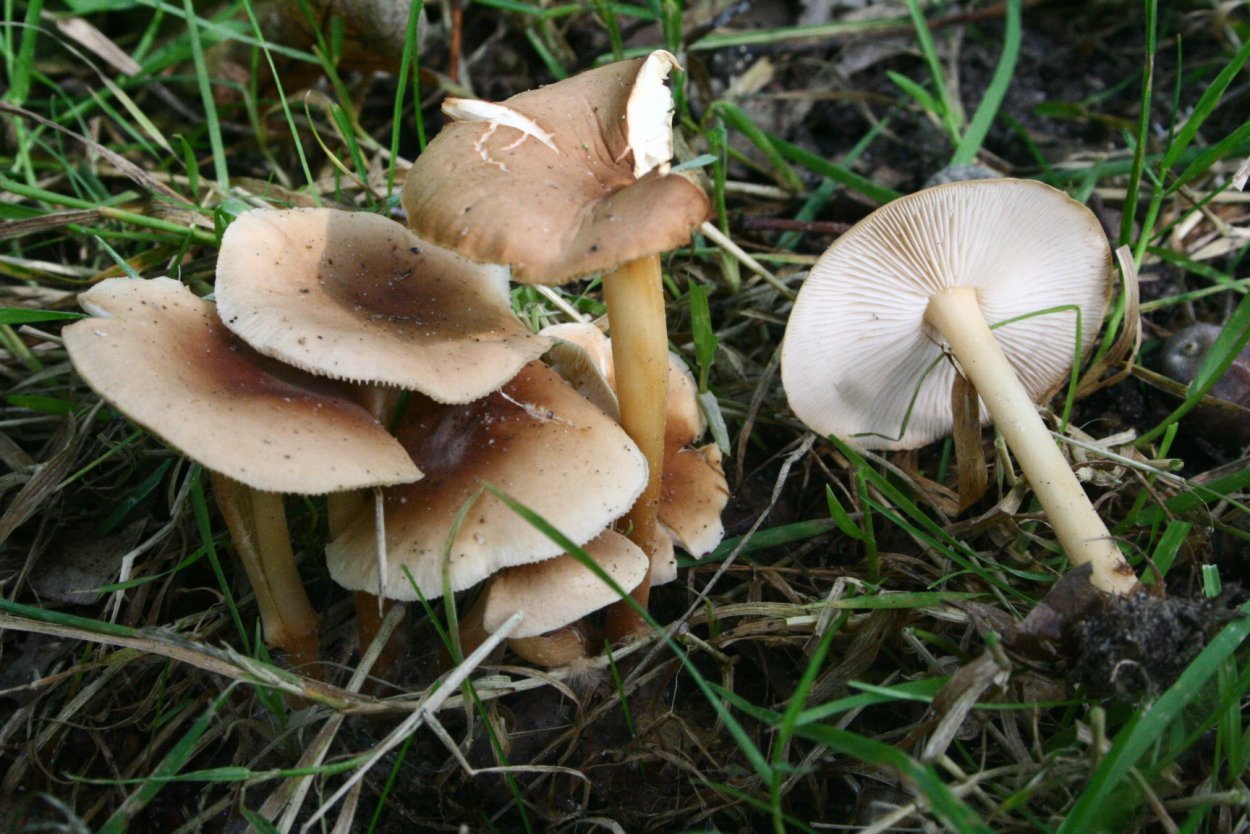 Опенок Луговой Marasmius Oreades