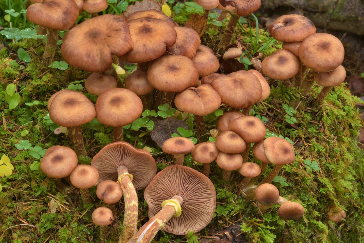 Грибы дорожки фото