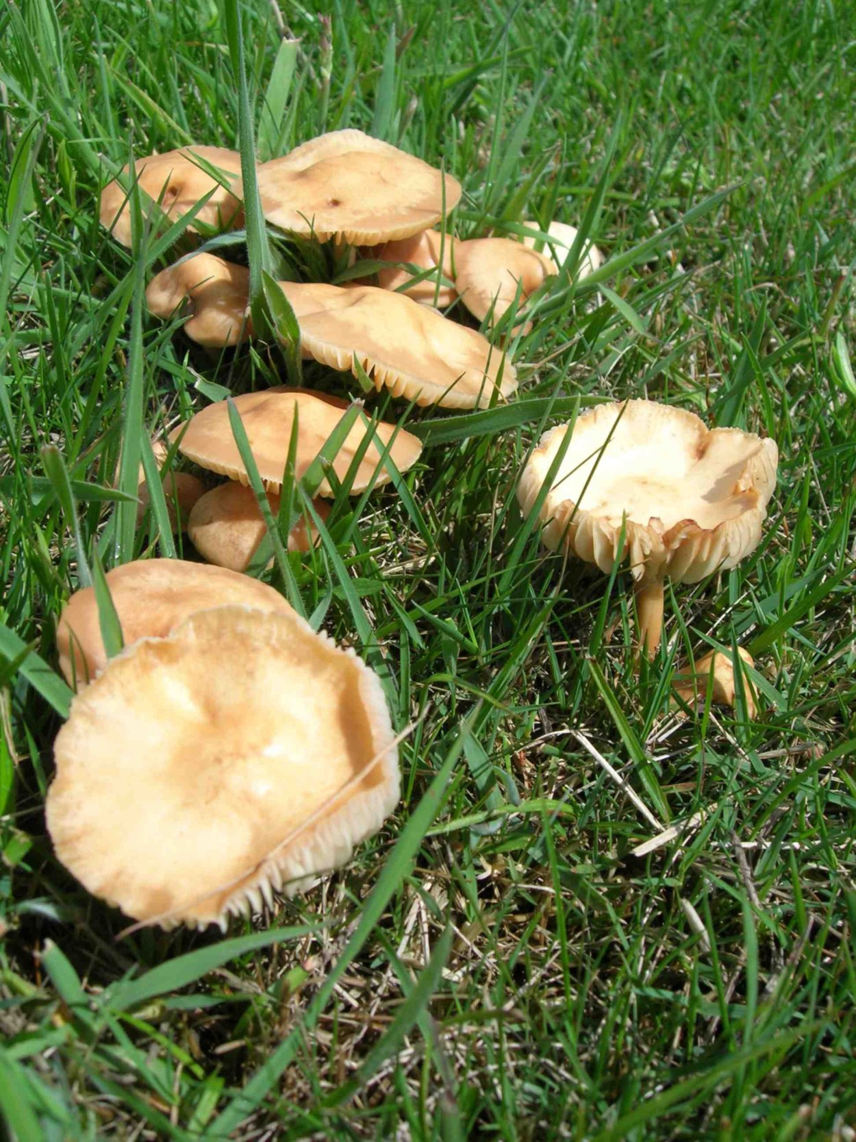 Опёнок летний Луговой