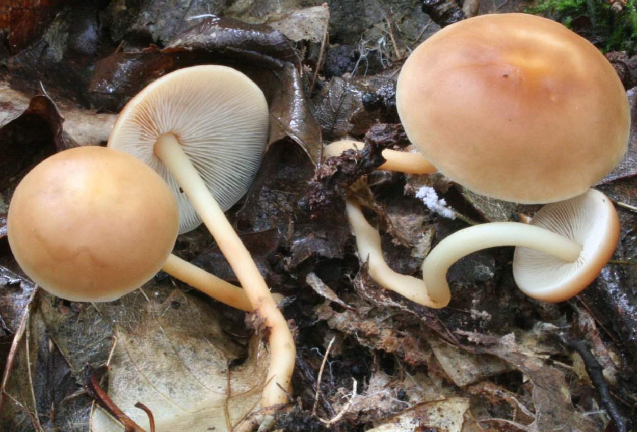 Коллибия лесолюбивая опёнок весенний