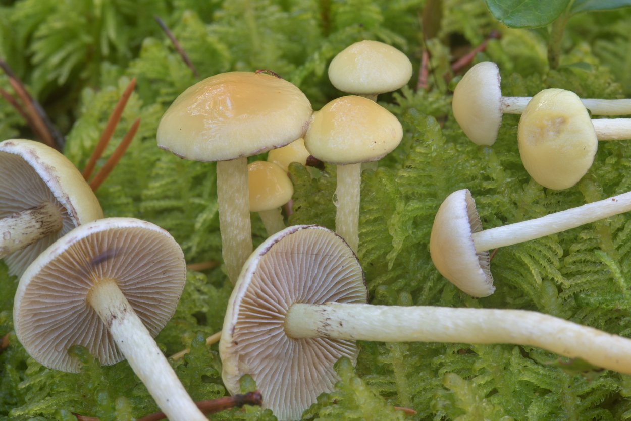 Опята осенние съедобные луговые