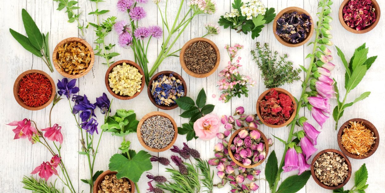 Ботанические иллюстрации лекарственных растений