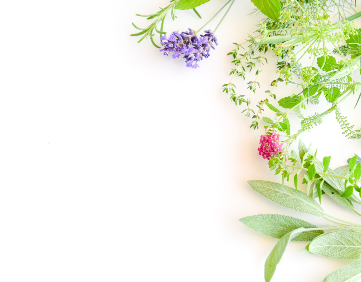 Сушка лекарственных трав