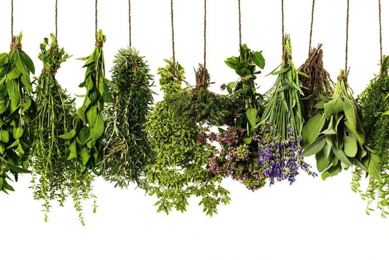 Лекарственные травы Эстетика