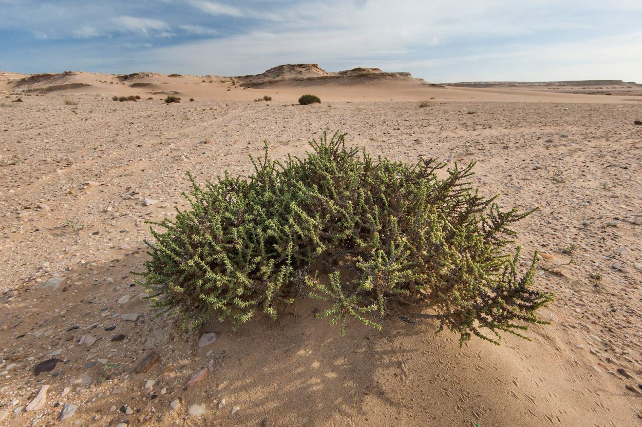 Трава сухая в пустыне