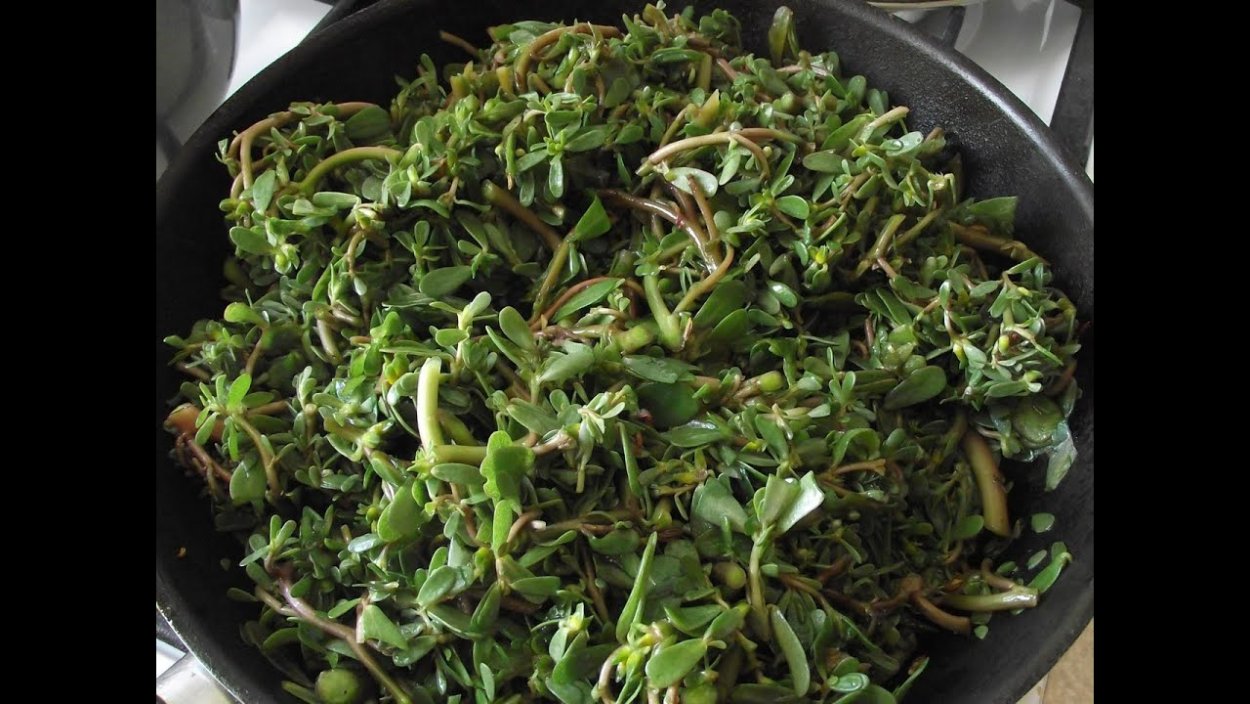 Портулак огородный мокрица