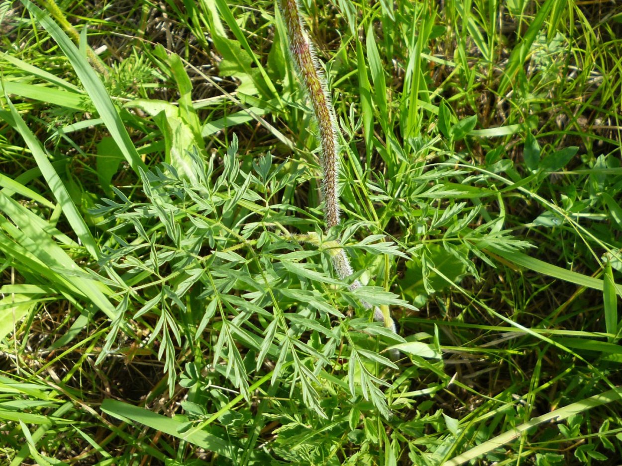 Банджар армянская трава