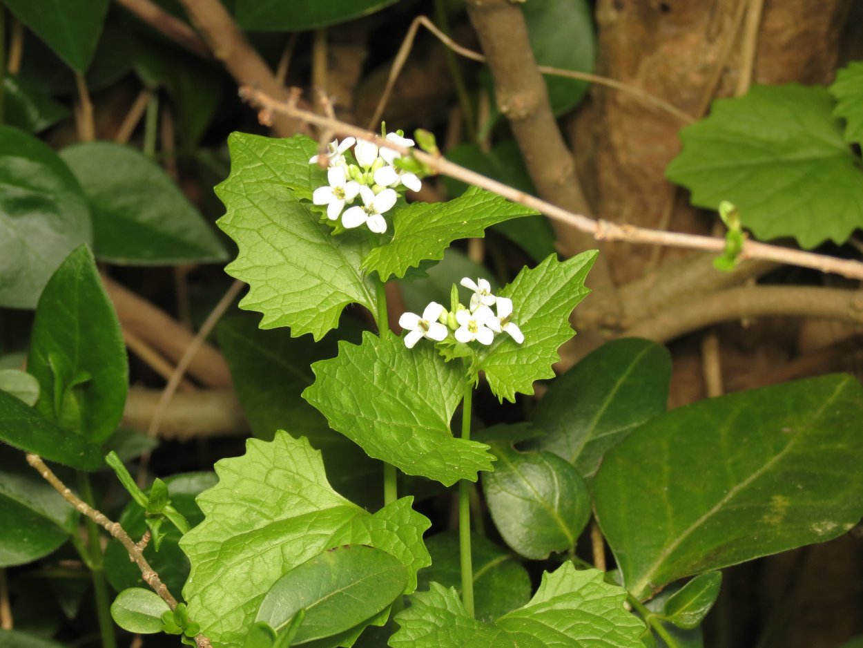 Шпинат пучок