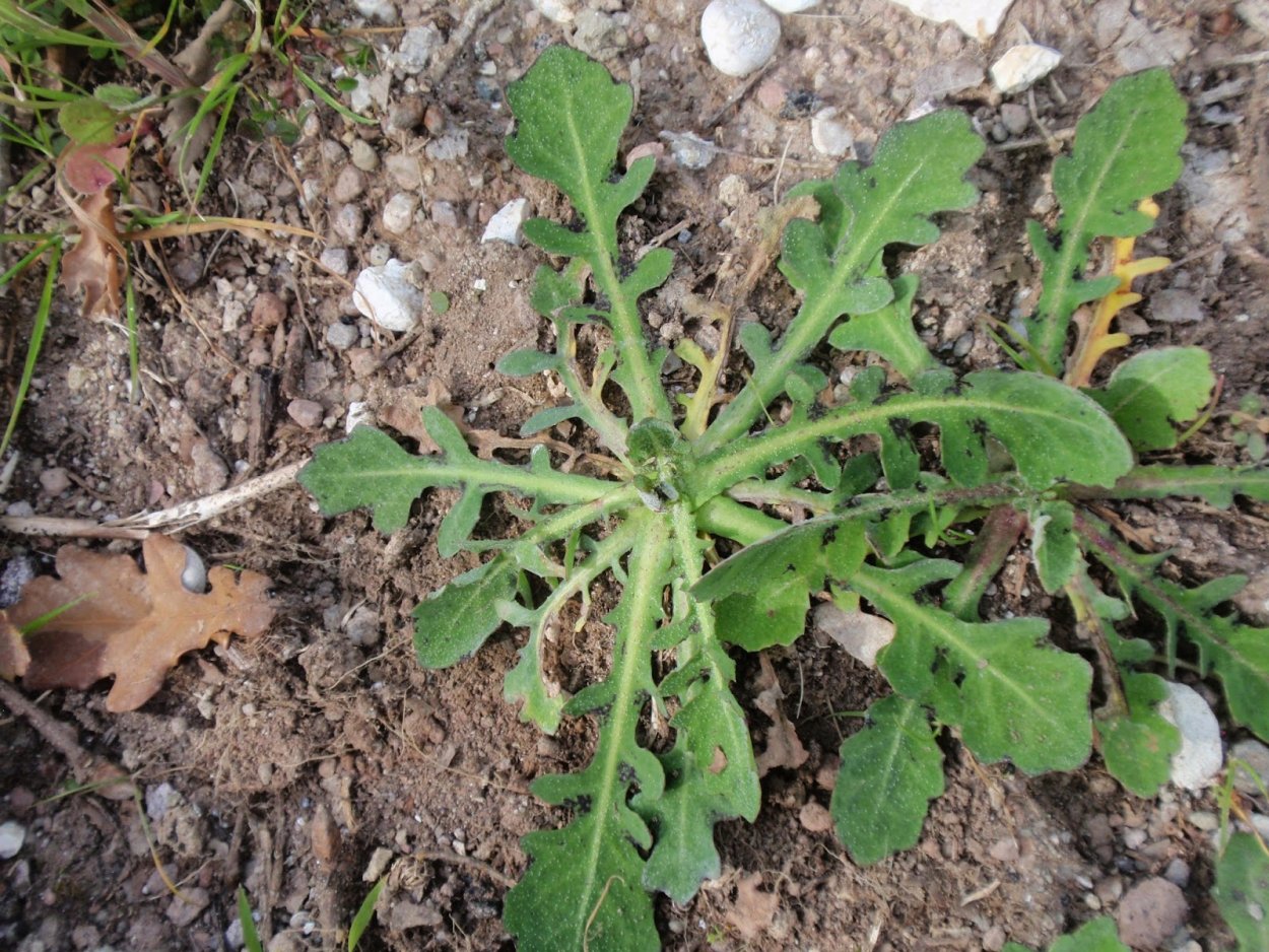 Dandelion root - корень одуванчика