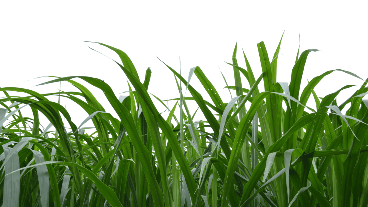 Природа зелень