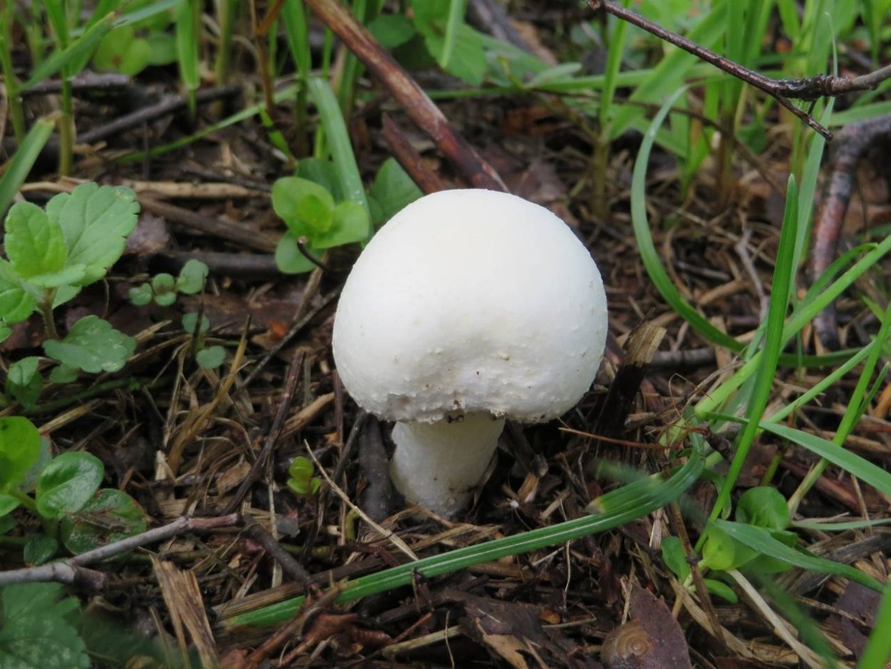 Agaricus arvensis Schaeff. — Шампиньон полевой