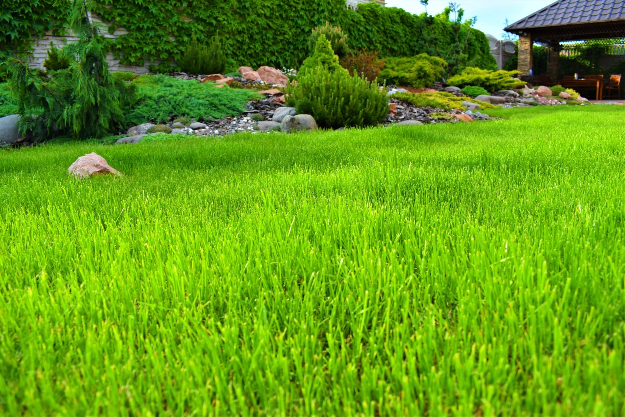 Мятлик Луговой для газона