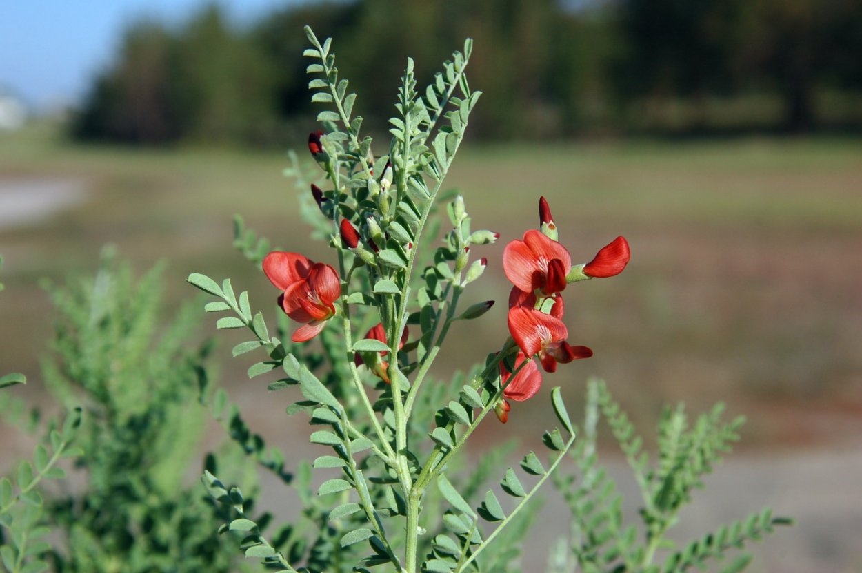 Сферофиза солонцовая