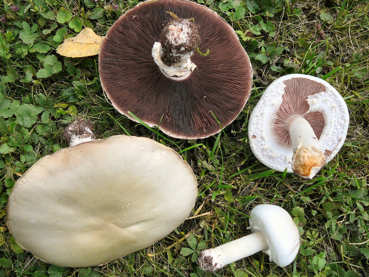 Agaricus arvensis Schaeff. — Шампиньон полевой