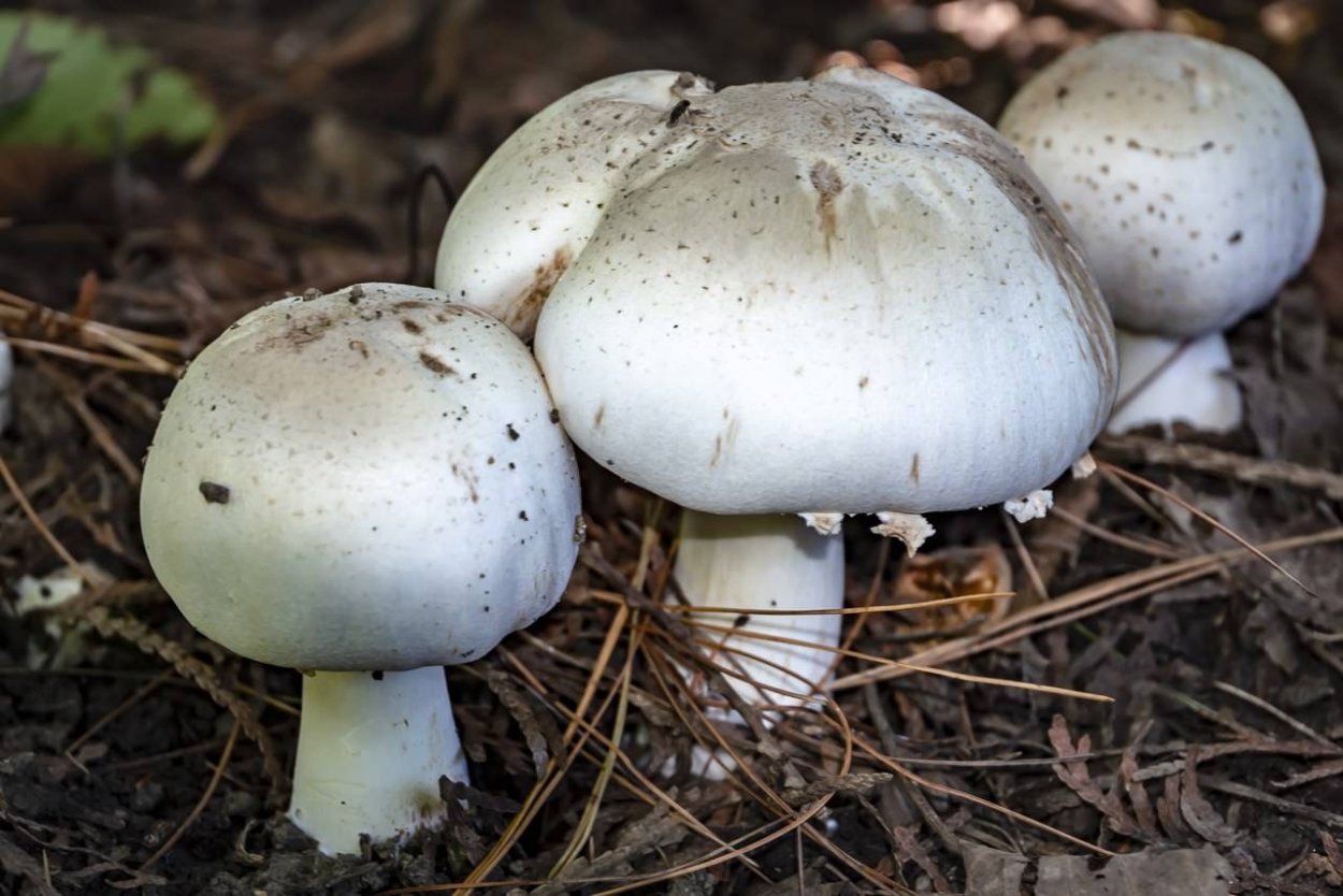 Шампиньон желтокожий ядовитые грибы