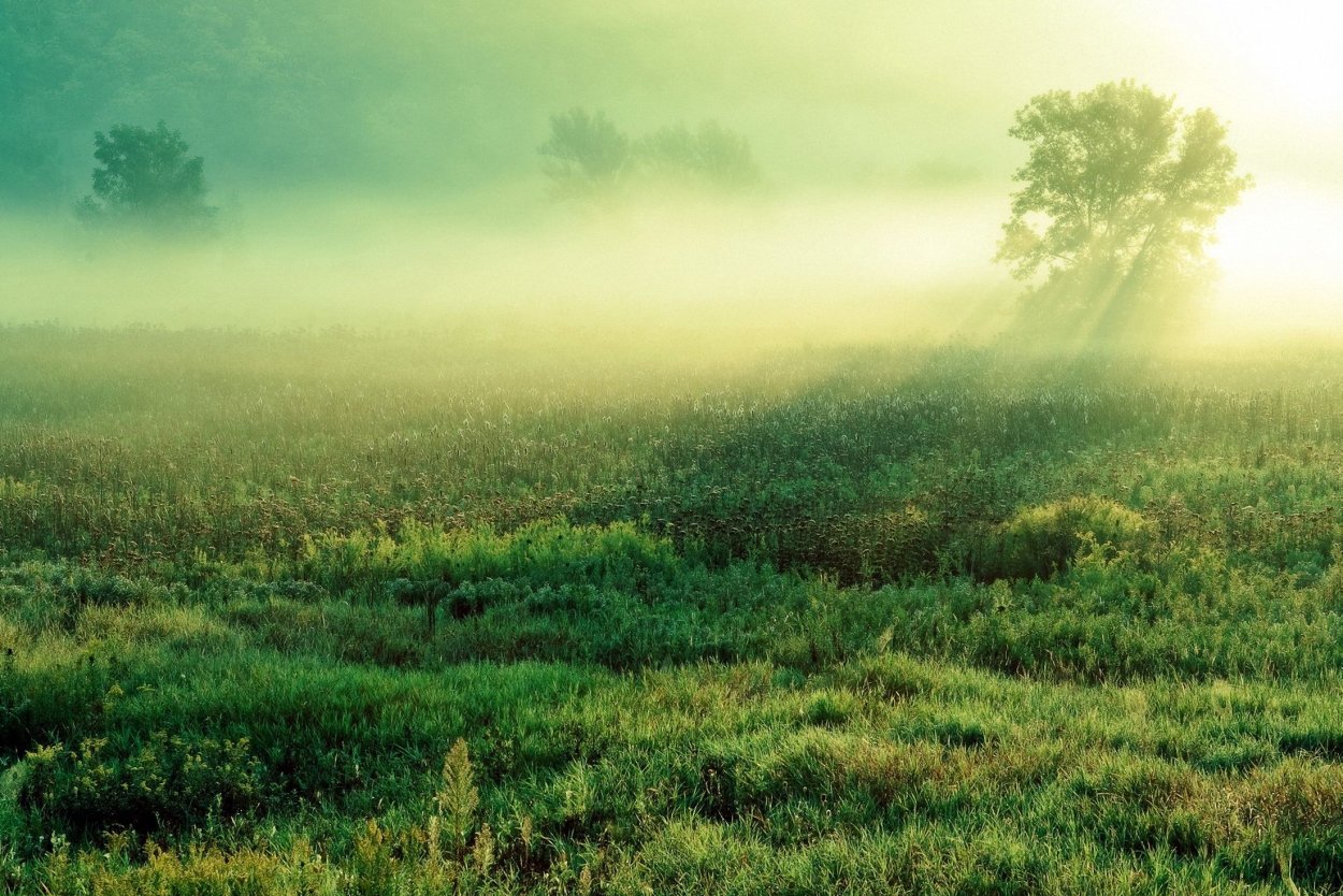 Зеленая трава