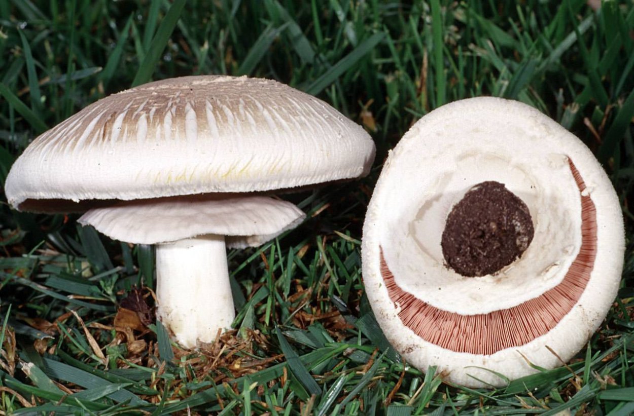 Шампиньон плоскошляпковый Agaricus placomyces