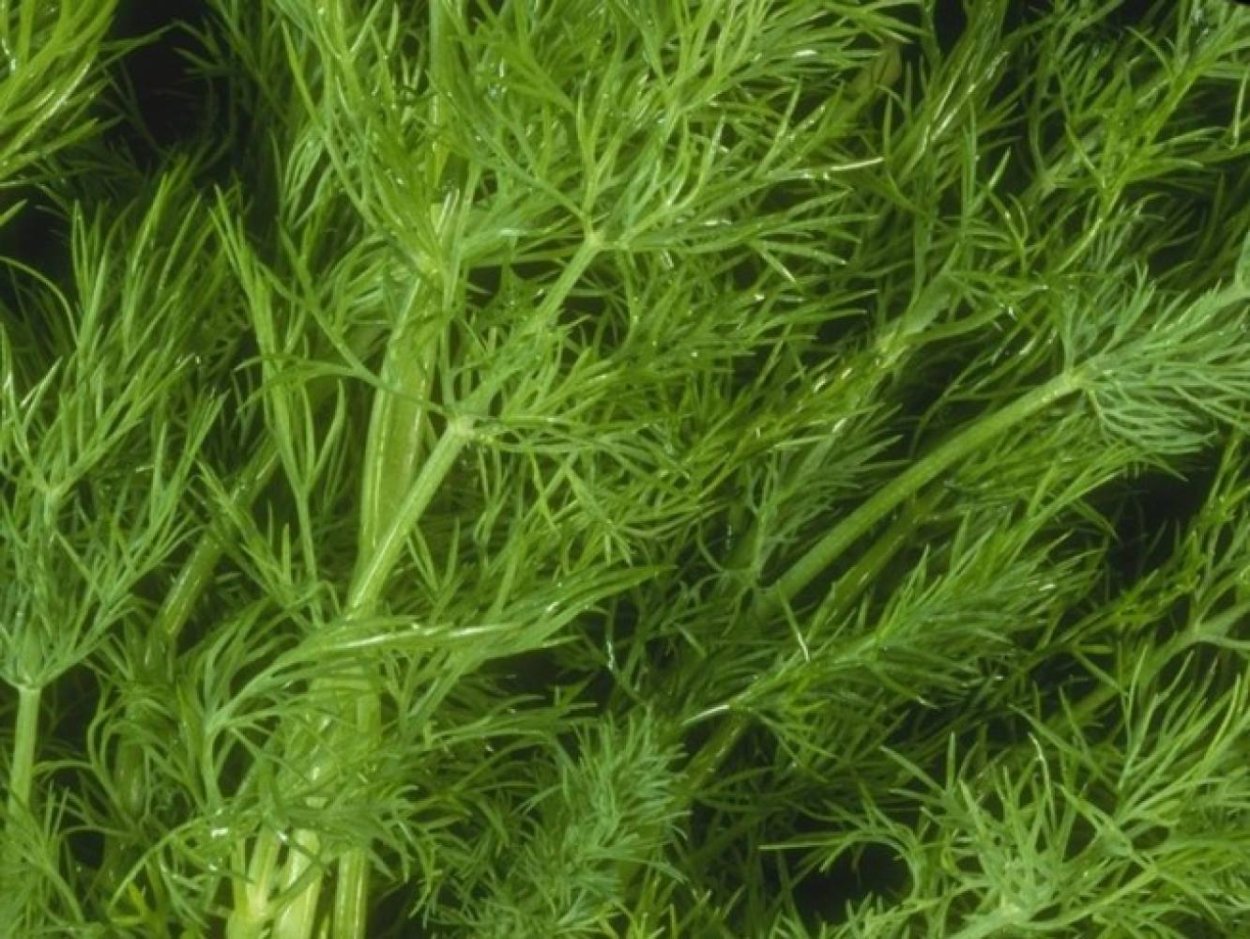 Укроп Ржеуцкий