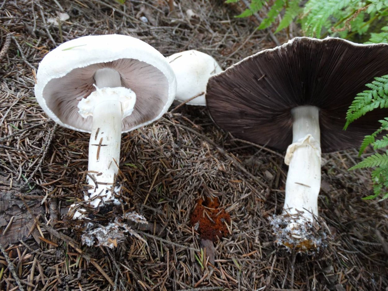 Шампиньон полевой ложный