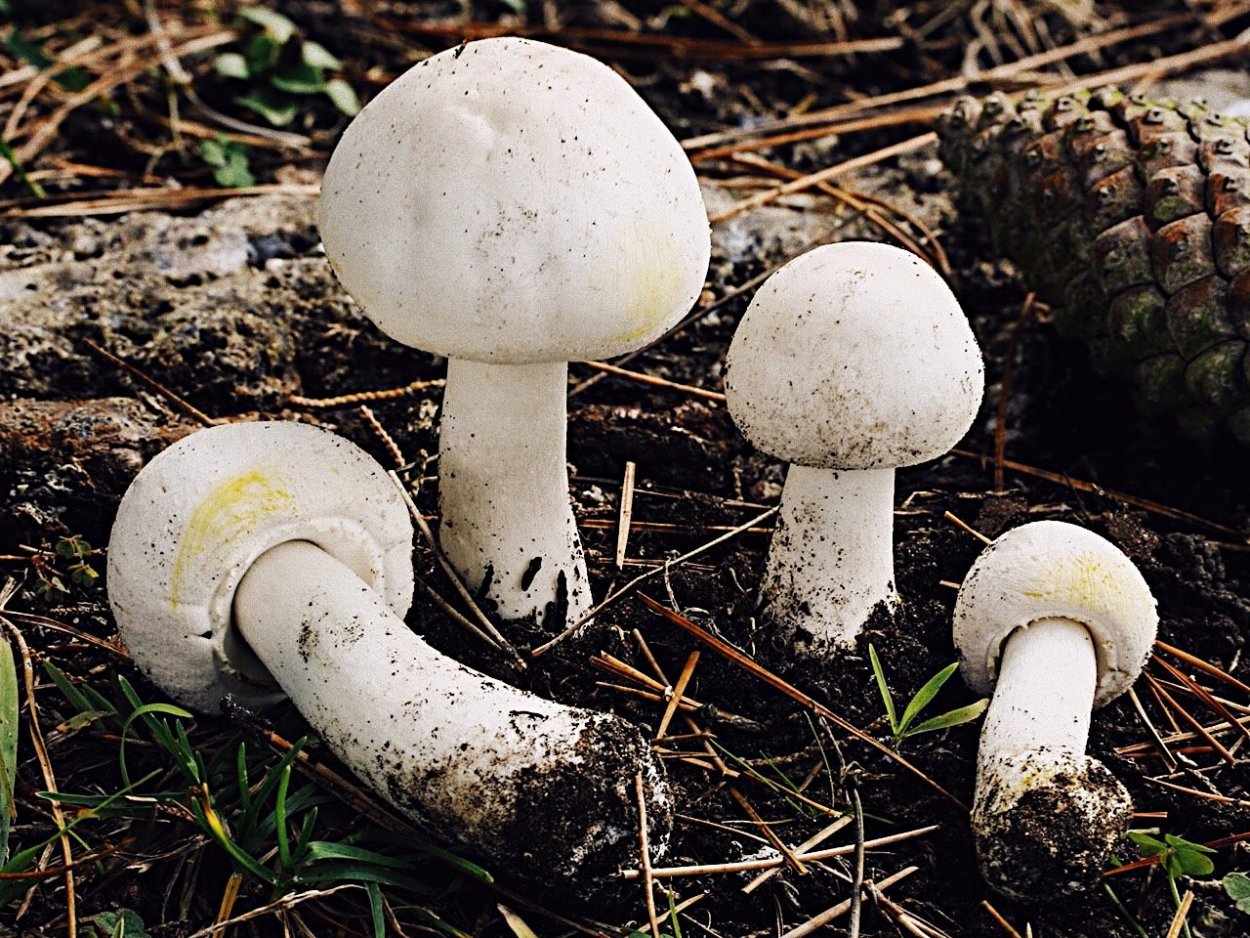 Шампиньон Эссета (Agaricus essettei)