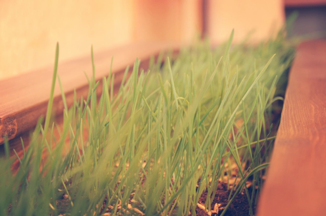 Галега (рута или козлятник)