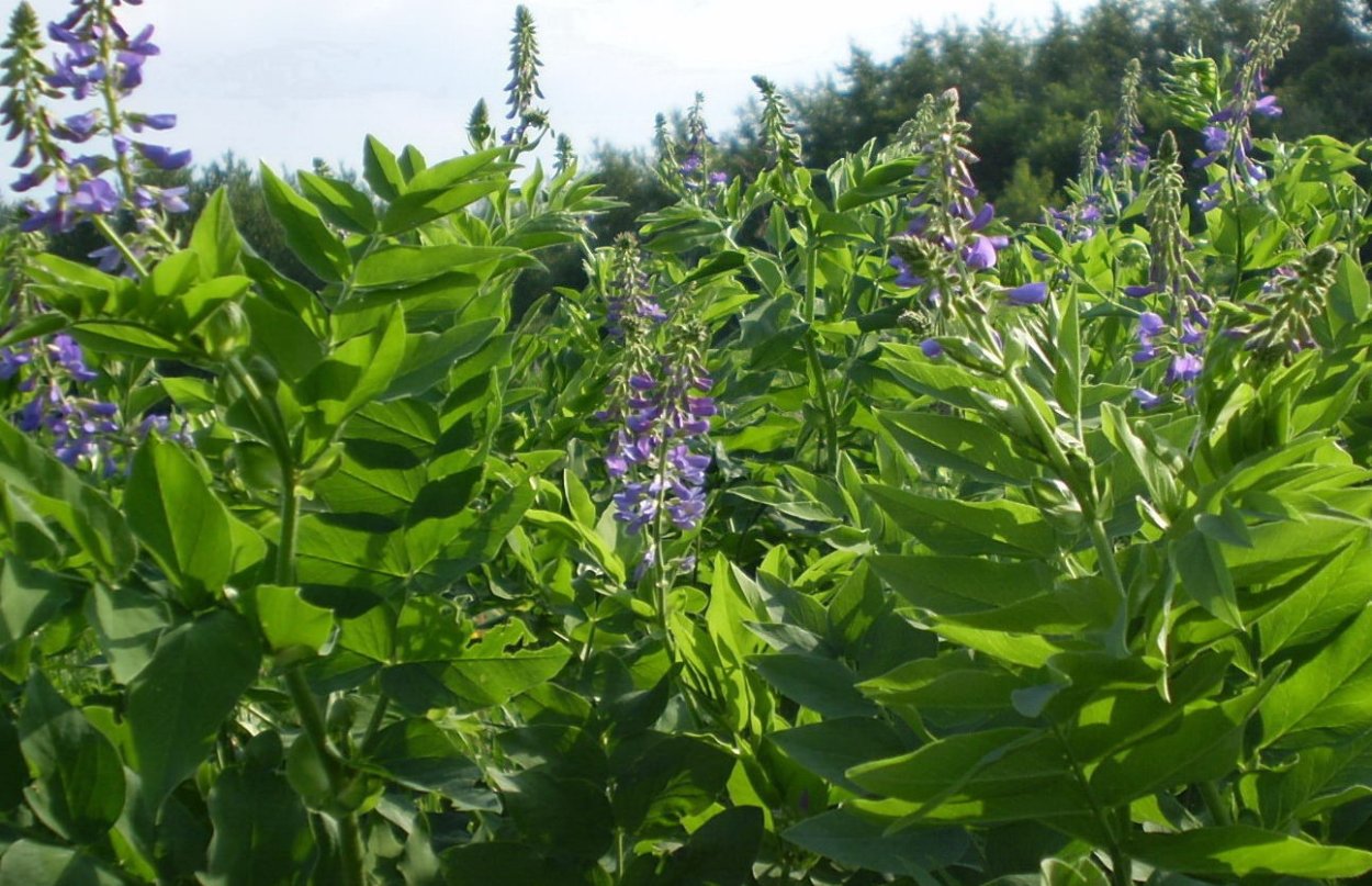 Летние краски природы