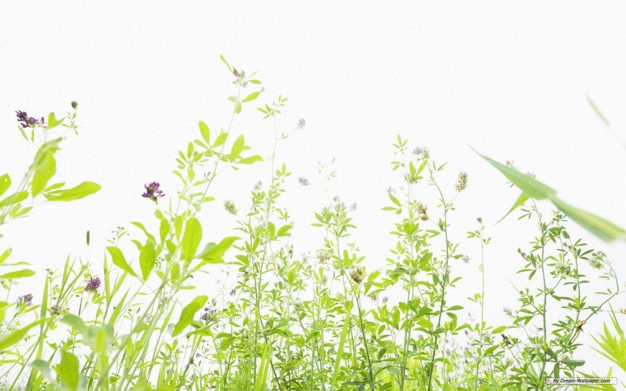 Трава на белом фоне