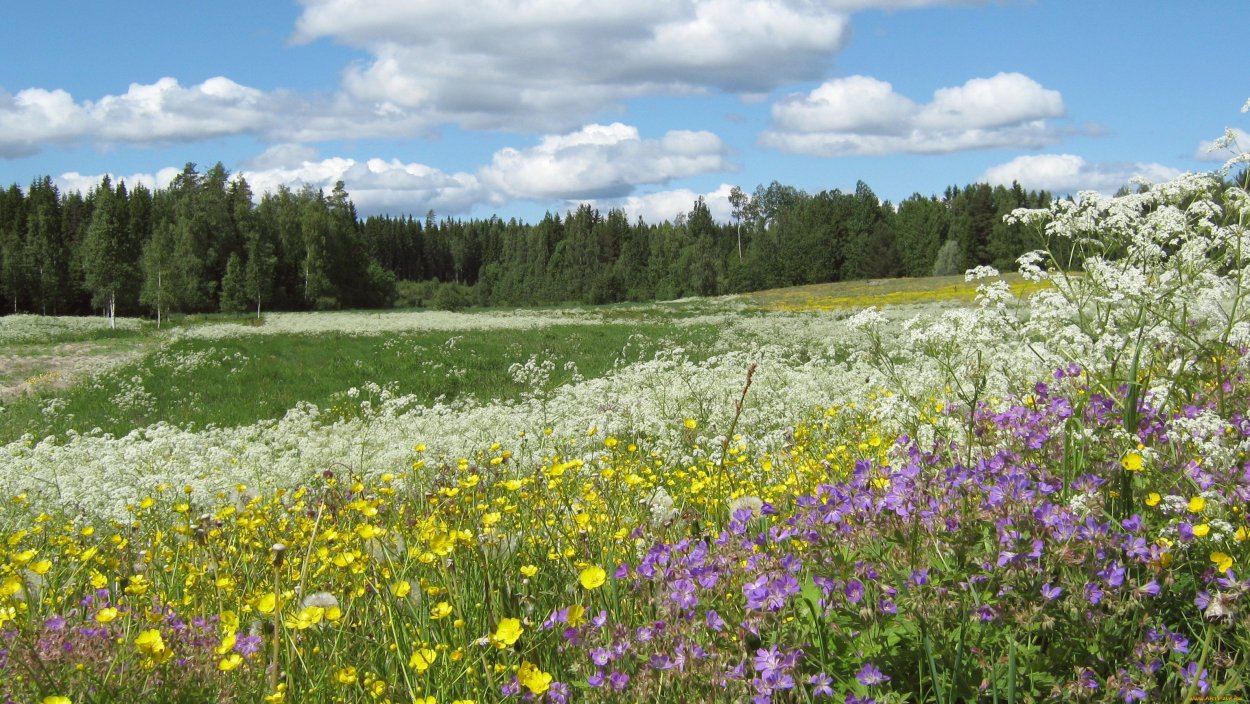 Трава Полевица побегоносная