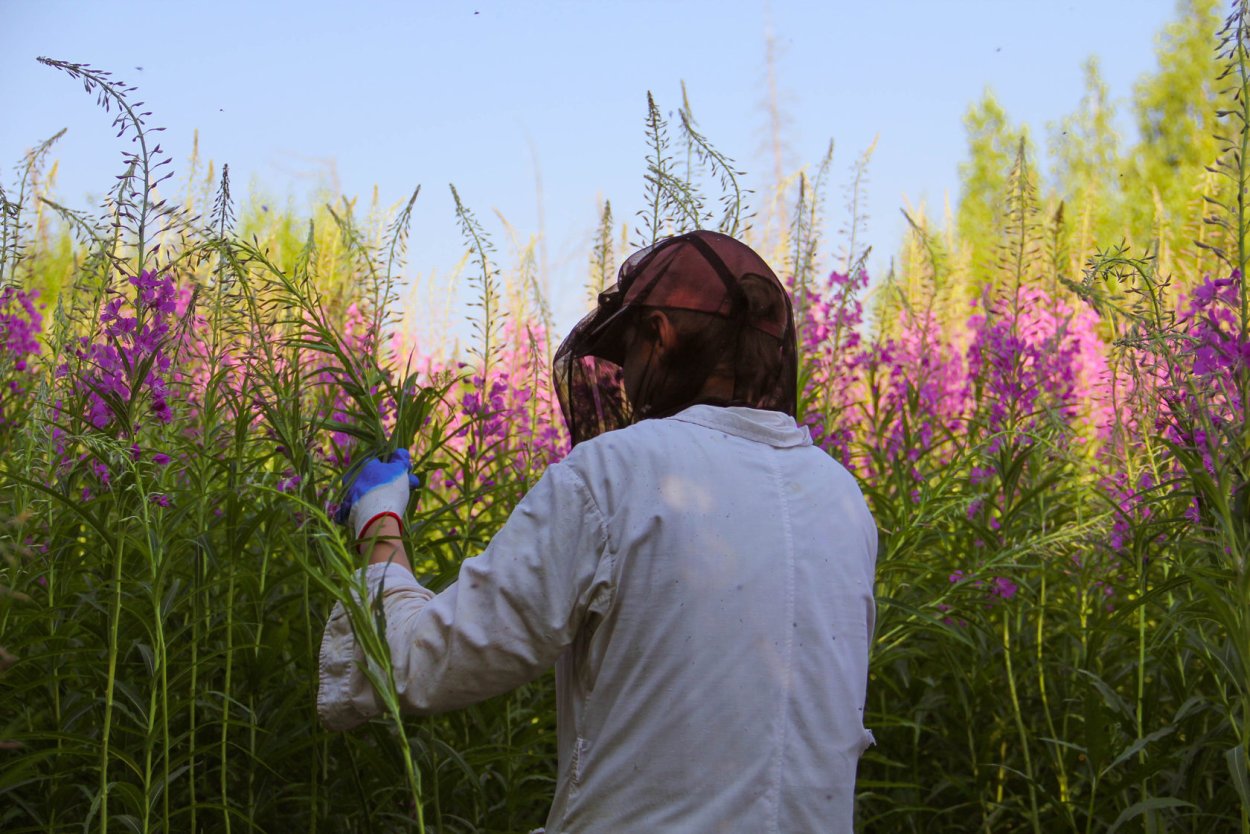 Обои на рабочий стол зелень